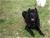Ch. MASCALZONE LATINO - Triola Cane Corso